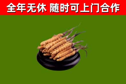 巢湖回收散虫草